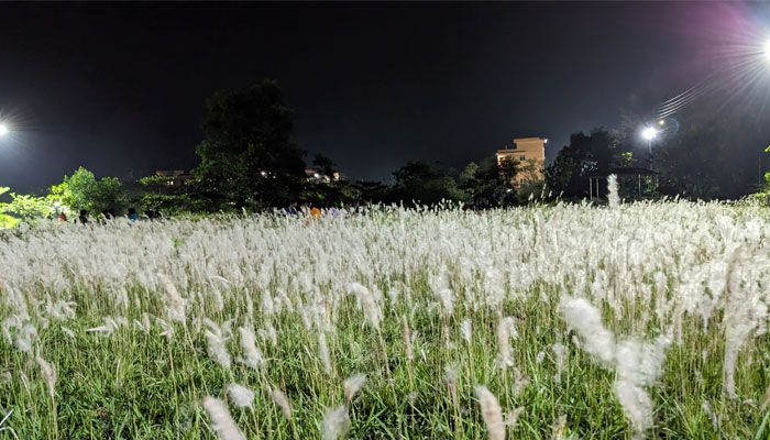 উলু ফুলের শুভ্রতার ছোঁয়ায়