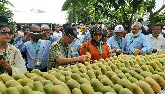 চাঁপাইনবাবগঞ্জে আমবাগান পরিদর্শন করলেন ১৩ রাষ্ট্রদূত
