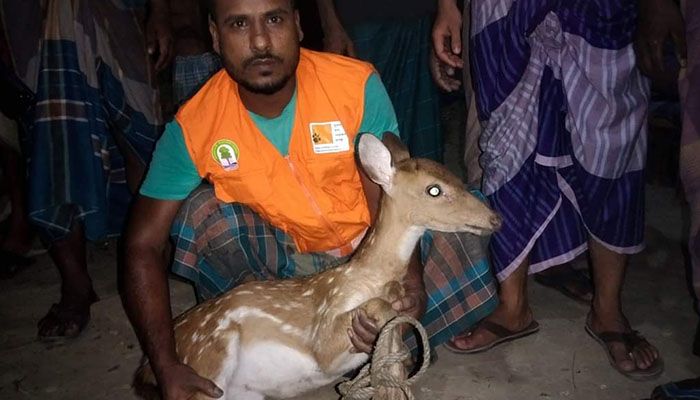 সুন্দরবন থেকে লোকালয়ে এল হরিণ, ফিরিয়ে দিল গ্রামবাসী