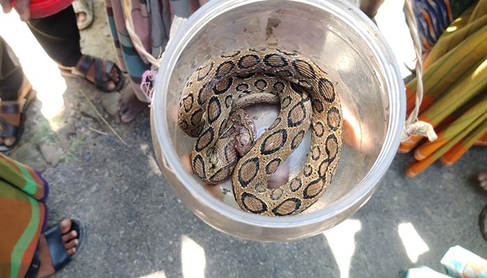 সাপ নিয়ে বাড়ছে আতঙ্ক, সারা দেশে হইচই