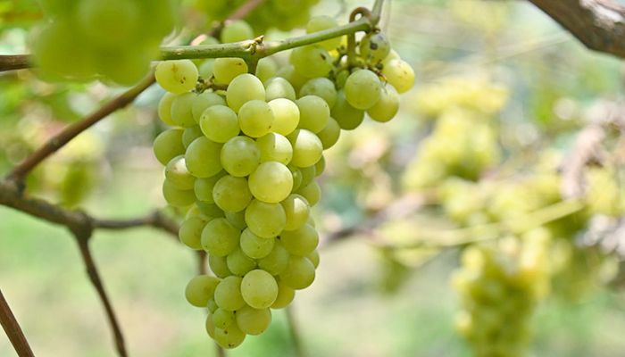 আঙ্গুর চাষে সফল বগুড়ার আব্দুল হাকিম