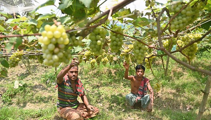 আঙ্গুর চাষে সফল বগুড়ার আব্দুল হাকিম