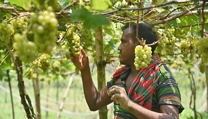 আঙ্গুর চাষে সফল বগুড়ার আব্দুল হাকিম