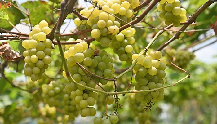 আঙ্গুর চাষে সফল বগুড়ার আব্দুল হাকিম
