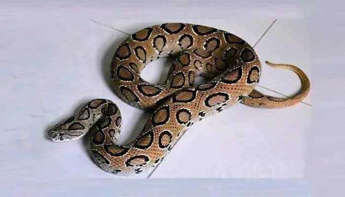রাসেলস ভাইপার নিয়ে আতঙ্কিত না হওয়ার আহ্বান স্বাস্থ্যমন্ত্রীর