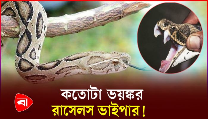 অজগর ভেবে ভুল করলেই বিপদ