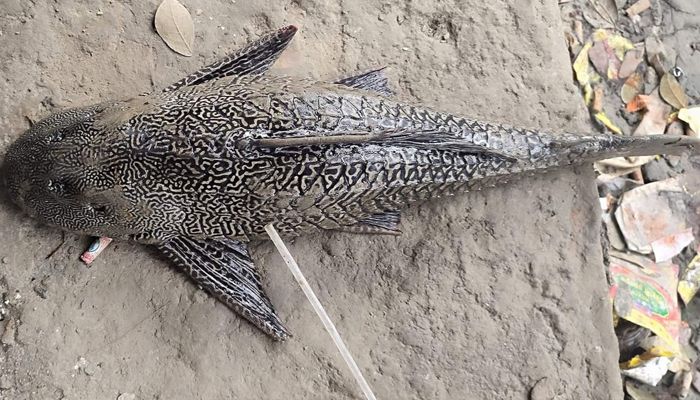হাতিয়ায় খালে মিলল ‘রাক্ষুসে’ সাকার ফিশ