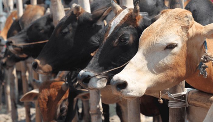 আফতাবনগরে বসানো যাবে না গরুর হাট