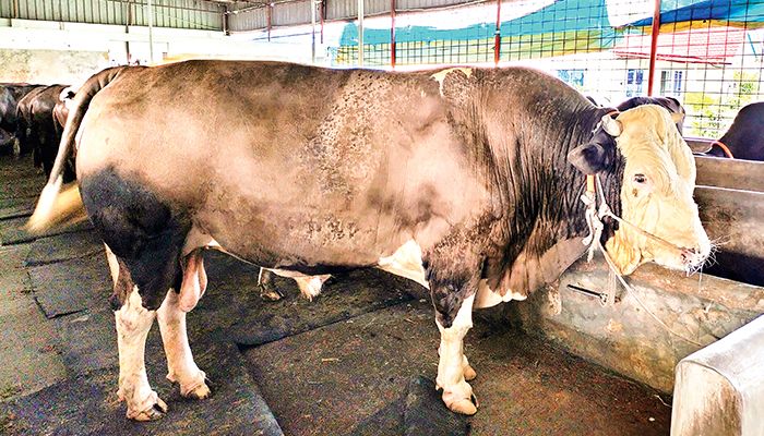 নজর কেড়েছে ‘বিসমিল্লাহ’