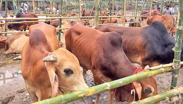 এবারও আবাসিক এলাকায় কোরবানির পশুর হাট