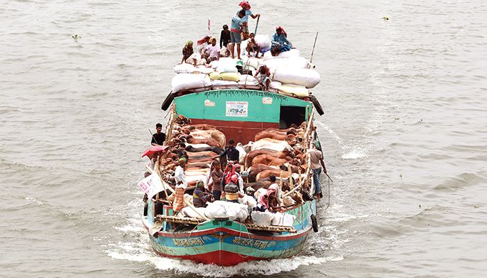 ভারতের গরু নিয়ে ভয়ে প্রান্তিক খামারিরা