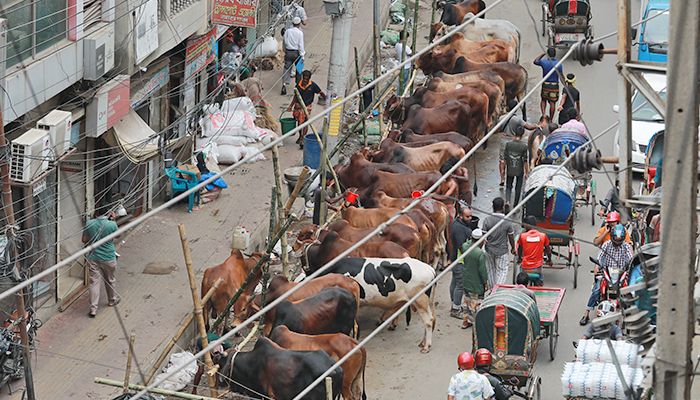 রাজধানীর পশুর হাট শুরুর আগেই জমজমাট