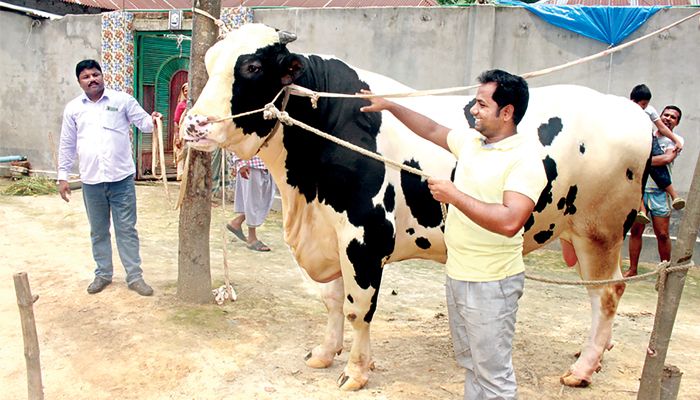 কোরবানির জন্য প্রস্তুত দিনাজপুরের রাজা। সম্প্রতি পার্বতীপুর উপজেলার মধ্য দুর্গাপুর গ্রামে আব্দুর রাজ্জাকের খামারে। প্রবা ফটো