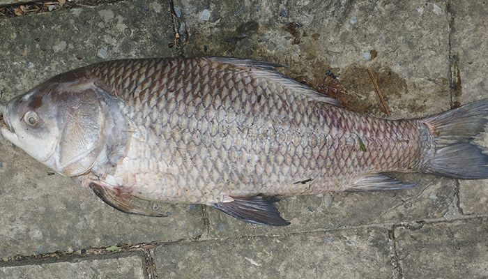 হালদায় কয়েক দিনে একাধিক মরা মা মাছ উদ্ধার