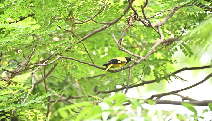 জাতীয় উদ্ভিদ উদ্যান