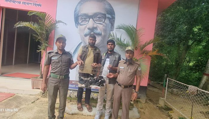 কাপ্তাইয়ে উদ্ধার ১২ পানকৌড়ি রাঙ্গুনিয়া ইকোপার্কে হস্তান্তর