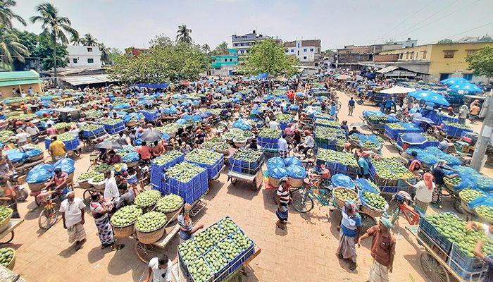 ফলন কমে আমের দাম দ্বিগুণ
