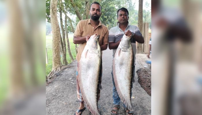 দিঘিতে মিলল ২২ কেজির চিতল, ২২ হাজার টাকায় বিক্রি