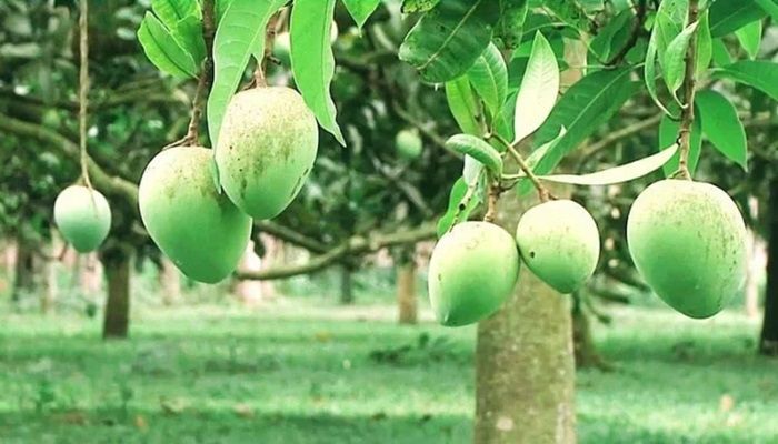 জিআই পণ্য হাঁড়িভাঙ্গা আম