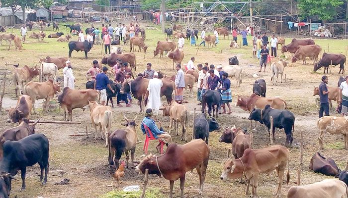 কাপ্তাইয়ে হাটে উঠেছে পাহাড়ি গরু, সরবরাহ কম থাকায় দাম চড়া
