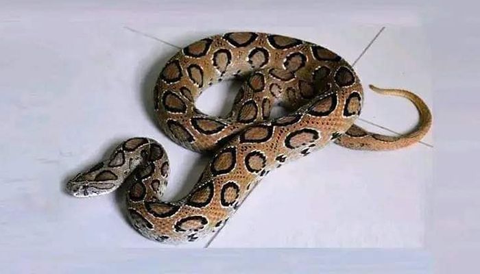 রাসেলস ভাইপার আতঙ্ক, রূপ নিল গুজবে