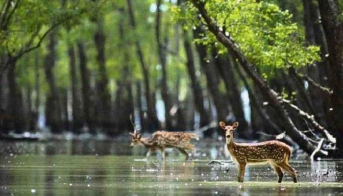 লবণাক্ত পানিতে সয়লাব সুন্দরবন, হুমকিতে জীববৈচিত্র্য