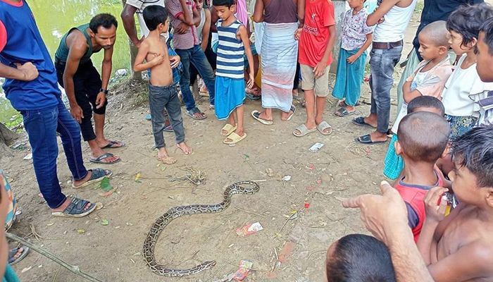 রাসেলস ভাইপার ভেবে মেরে ফেলছে অজগর