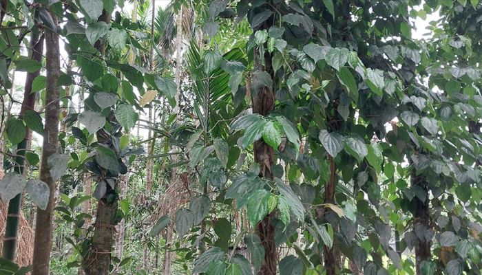 মরিচের বিকল্প চুইঝালের আবাদ বেড়েছে নাগেশ্বরীতে 