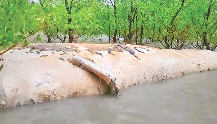 জোয়ারে ভেসে এলো ৩৫ ফুট লম্বা মৃত তিমি