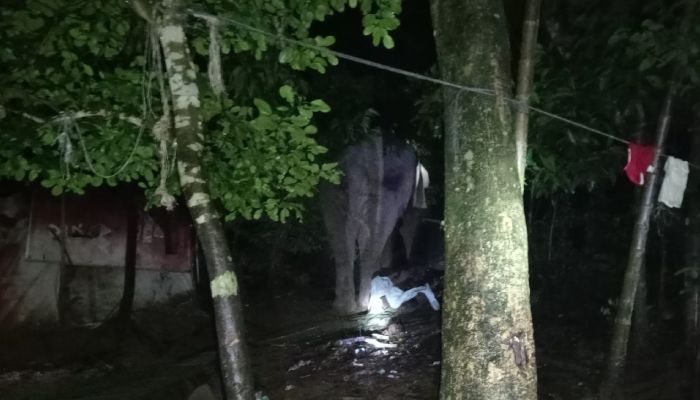 কক্সবাজারের দরিয়ানগরে বন্যহাতি তাড়াতে গিয়ে আক্রমণে নিহত ১