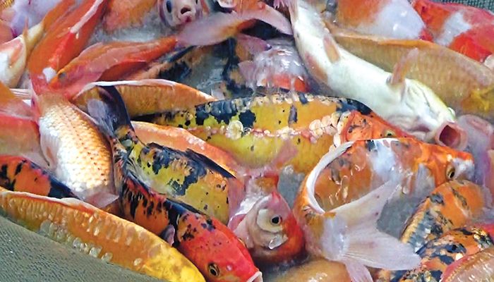 স্বপ্ন দেখাচ্ছে রঙিন মাছ
