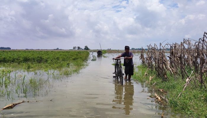 বন্যার পানিতে তলিয়ে গেছে কৃষকের স্বপ্নের ফসল