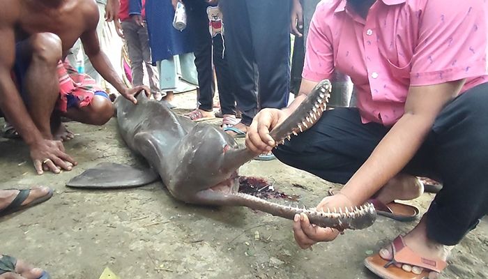 মধুমতি বাঁওড়ে জেলের জালে ধরা পড়ল ডলফিন 