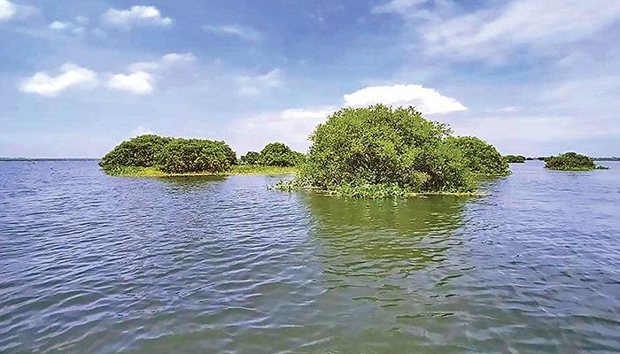 হাওর সেজেছে নবরূপে