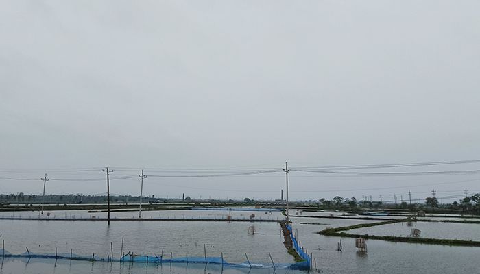 সাদা সোনায় ৩ লাখ মানুষের ভাগ্য বদল