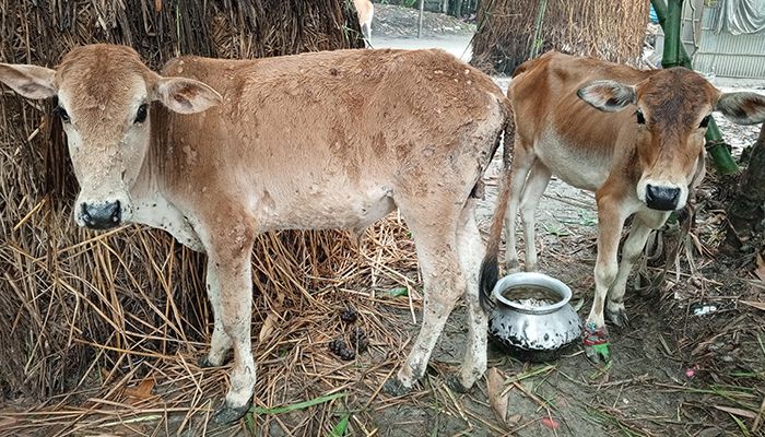 রংপুরে গরুর লাম্পি স্কিন রোগে দিশাহারা খামারিরা 