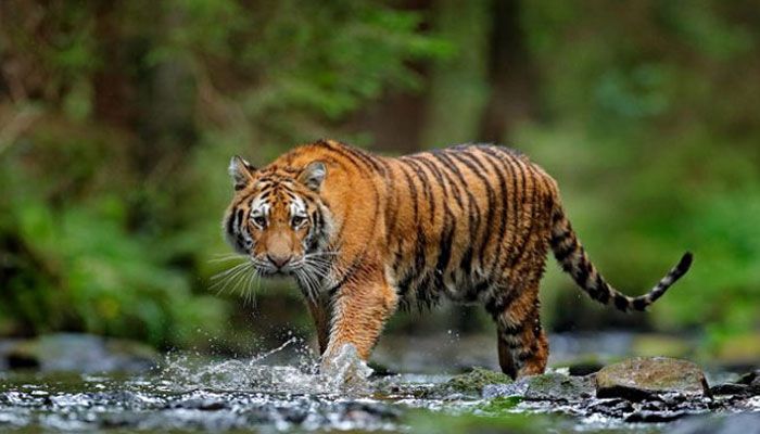 সুন্দরবনের সমৃদ্ধি কত দূর