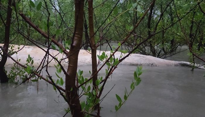 বরগুনায় জোয়ারে ভেসে এলো অর্ধগলিত মৃত তিমি