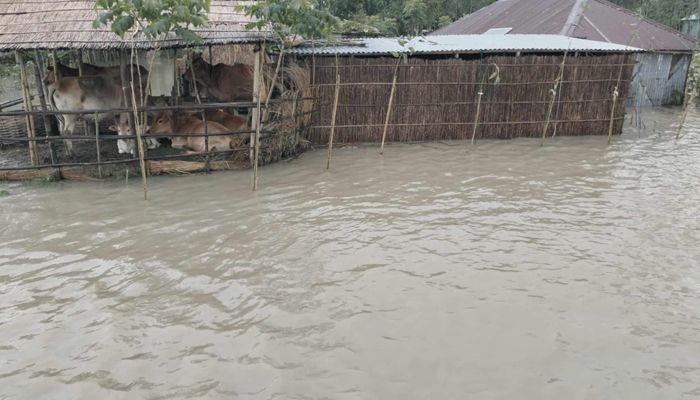 কুড়িগ্রামের সদর উপজেলার যাত্রাপুর ইউনিয়নের পোরার চর থেকে ক্যামেরাবন্দি করা হয়েছে। প্রবা ফটো
