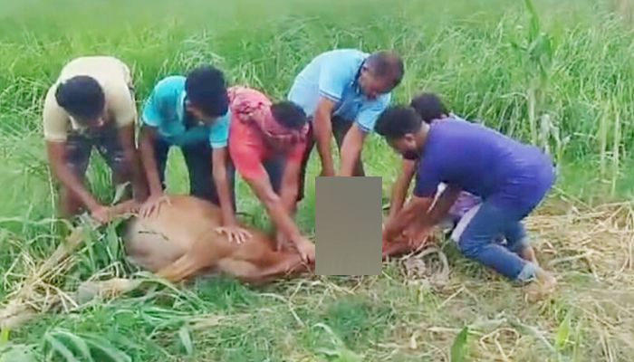 পাবনার বেড়া উপজেলার হাটুরিয়া-নাকালিয়া চড় পেঁচাকোলো গ্রামে ঘোড়া জবাই করছেন যুবকরা। ছবি: সংগৃহীত
