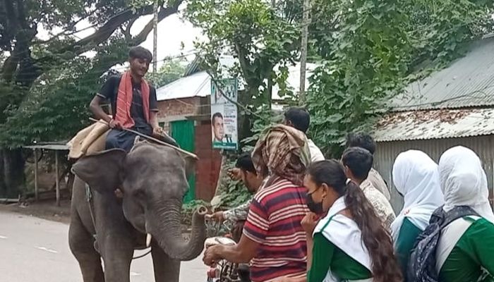 সরিষাবাড়ীতে সার্কাসের হাতি দিয়ে ‘চাঁদাবাজি’ 
