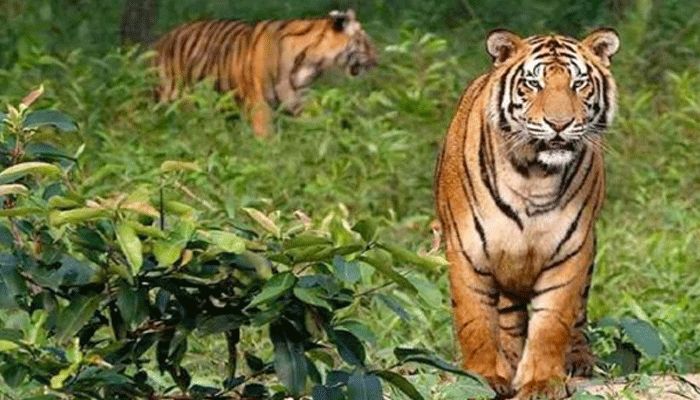 জলবায়ুর পরিবর্তনে বিপদে বাংলার বাঘ