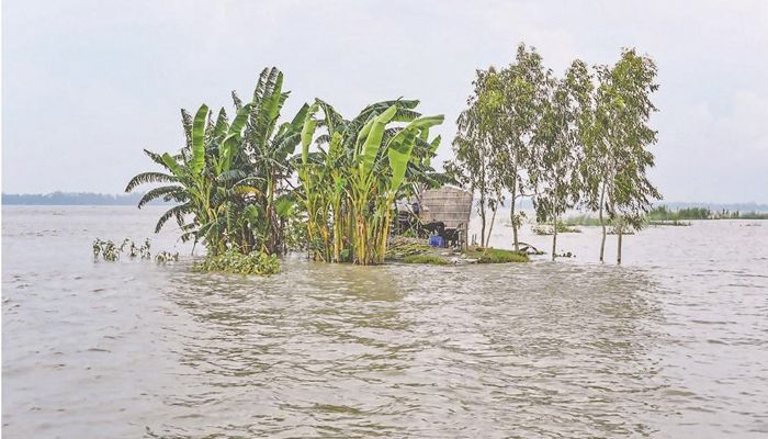 ফের বাড়বে পদ্মা তিস্তার পানি, কুড়িগ্রামে কৃষির বড় ক্ষতি
