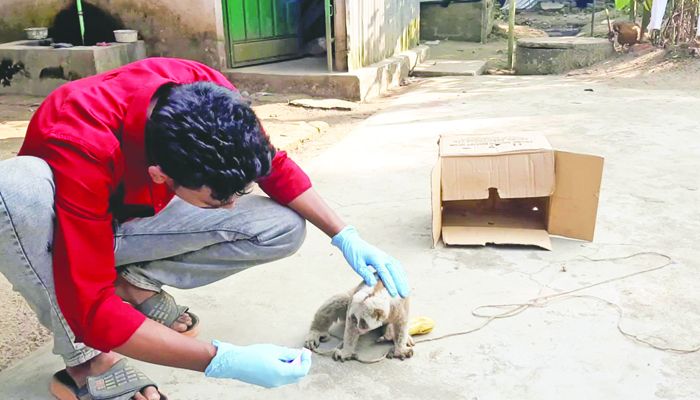 বন্য প্রাণী রক্ষায় তারুণ্যের সংগঠন