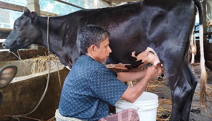 প্রতিদিন ২ লিটার দুধ দিচ্ছে বাছুর, ‘স্বপ্নে আদেশ পেলেন বিতরণের’