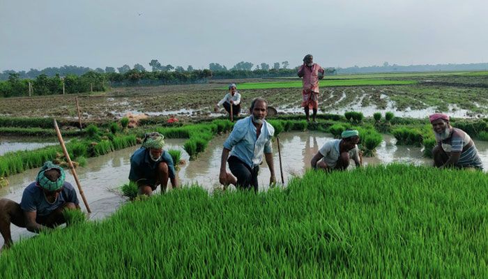 বৃষ্টি হওয়ায় রোপা আমন চাষাবাদ শুরু