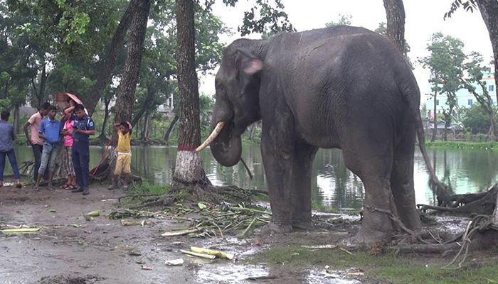 চাঁদা না দেওয়ায় ব্যবসায়ীকে আছাড় দিয়ে মারল হাতি