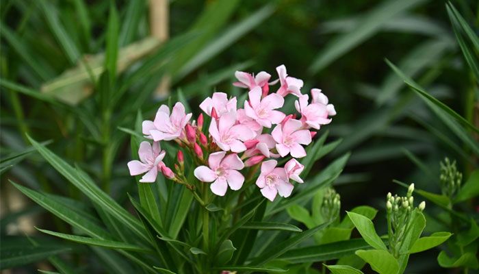 ক্যাম্পাসজুড়ে হাসছে নানান ফুল