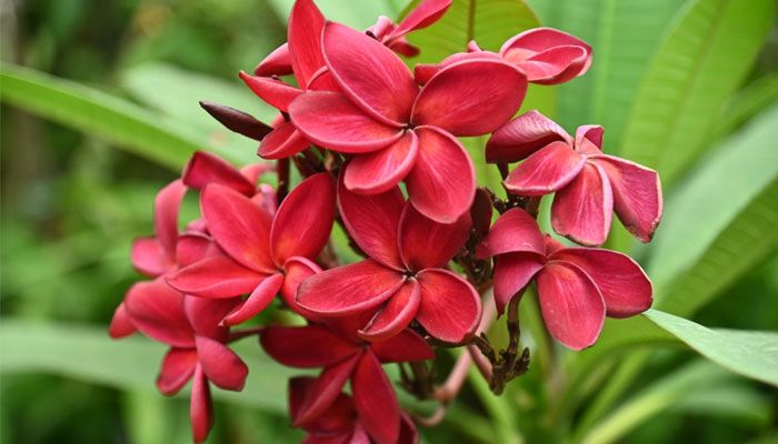 ক্যাম্পাসজুড়ে হাসছে নানান ফুল