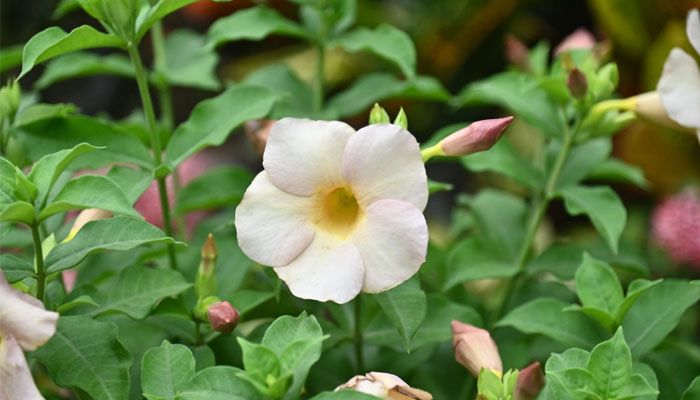 ক্যাম্পাসজুড়ে হাসছে নানান ফুল